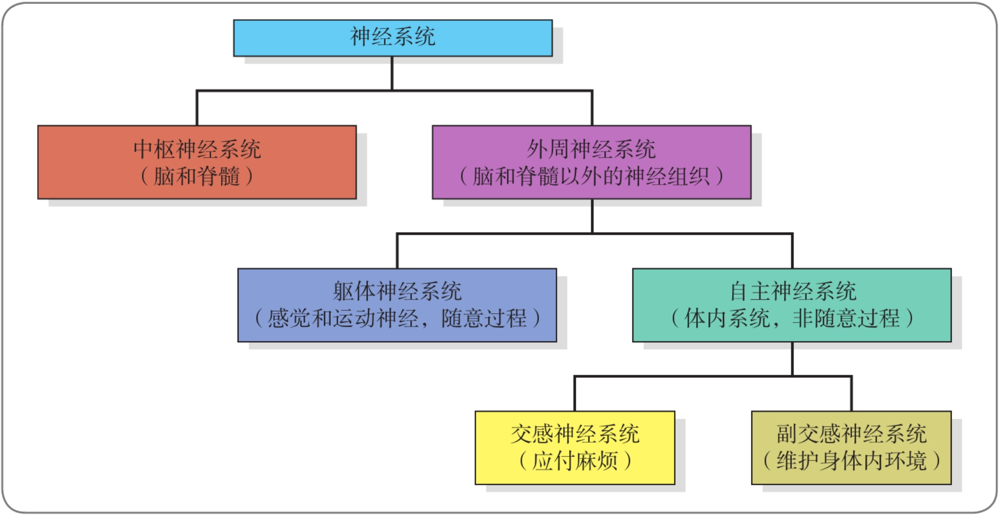 人类神经系统的层次结构