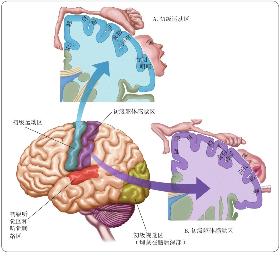 运动和躯体感觉皮层
